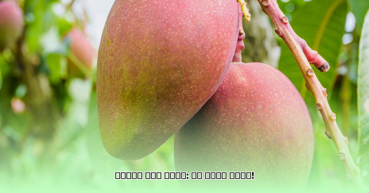 mango-festival-qatar